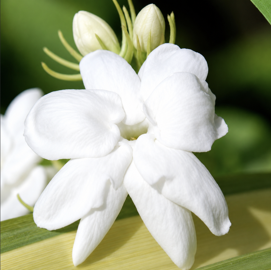 過開茉莉花